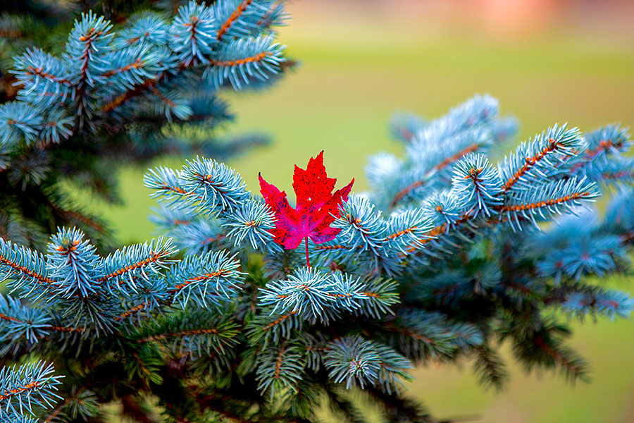 10312020-fallfestival (44).jpg